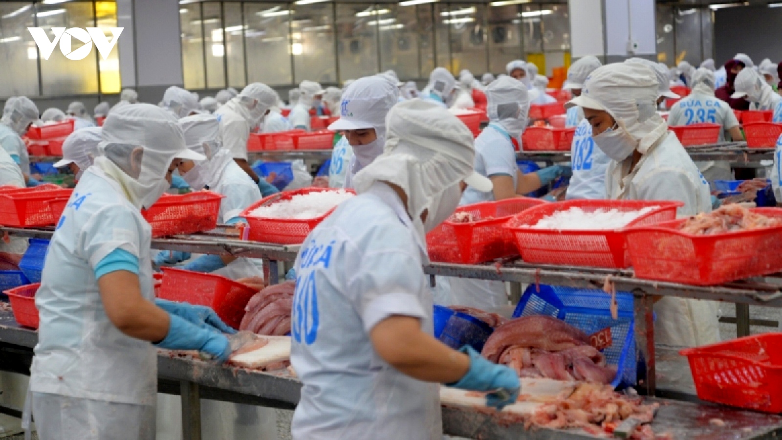 Pangasius exports to UAE market enjoy upswing